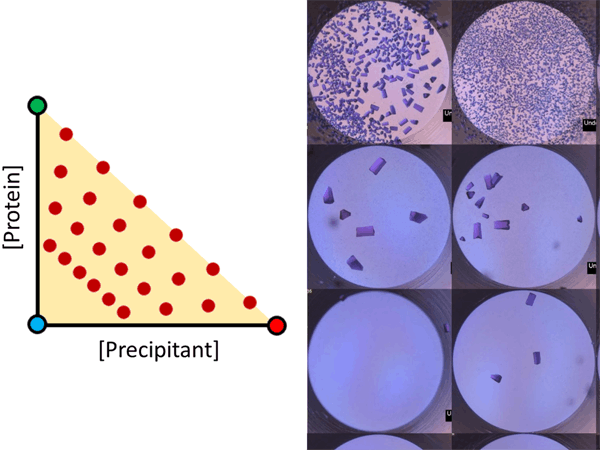 Automated phase diagram optimization for protein crystallization